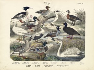 Vogels, ca. 1860